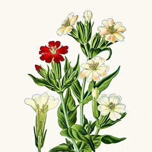 Campion flower