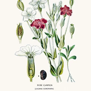 Campion flower