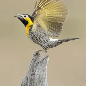 Campo Flicker (Colaptes campestris)