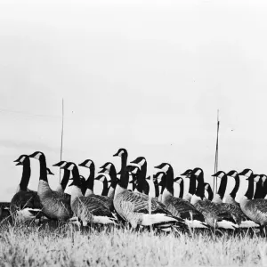 Canada Geese Print circa 1955