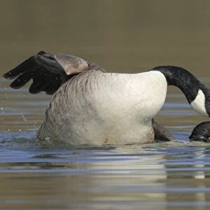 Canada geese -Branta canadensis- mating in water
