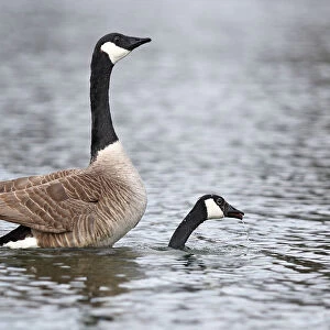 Canada Geese mating
