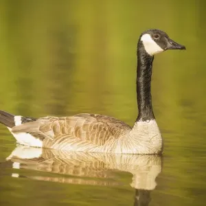 Canada Goose Canada Goose