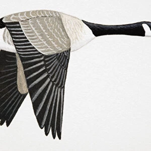 Canada Goose (Branta canadensis), adult