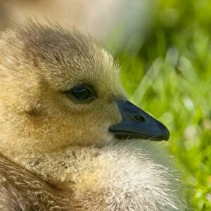 Canada Goose Gosling