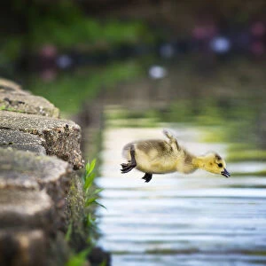 Canada Goose Gosling Caught in Mid Air as He Makes a Leap into the Water