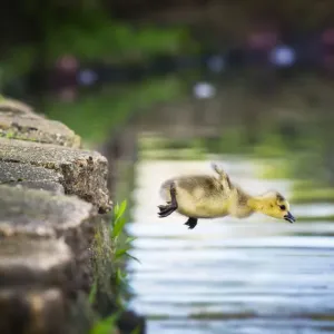 Canada Goose Gosling Caught in Mid Air as He Makes a Leap into the Water Canada Goose Gosling Caught in Mid Air as He Makes a Leap into the Water