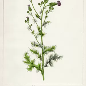 Canada thistle botanical engraving 1843