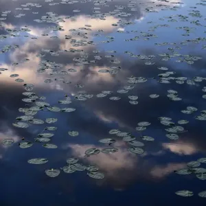 Canada. Water lilies are a family of approximately 70 species of aquatic flowering plants Canada. Water lilies are a family of approximately 70 species of aquatic flowering plants