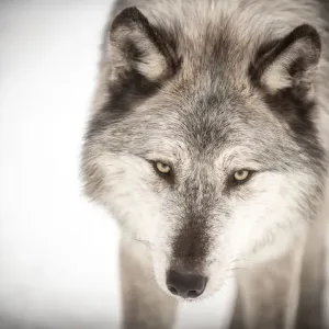 Canadian grey wolf Canadian grey wolf