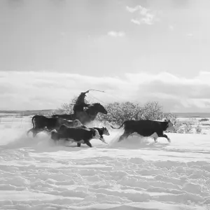 Canadian Rancher Canadian Rancher
