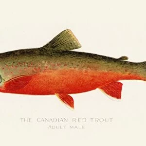 Canadian red trout illustration 1899