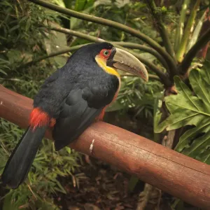 Canal-billed toucan in Iguazu Falls National Park, Brazil