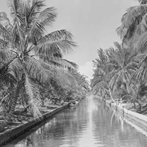 Canal lined with palm trees