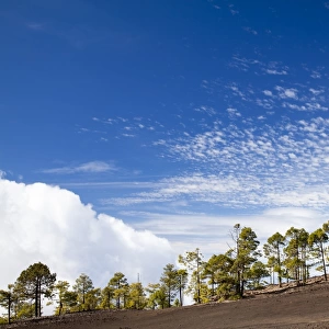 Canary Island pines in volcanic terrain in Teide Volcano