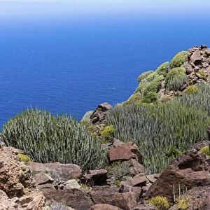 Canary Island Spurge -Euphorbia canariensis-, cliffs near Casas de Tirma de San Nicolas, Artenara region, Gran Canaria, Canary Islands, Spain, Europe, PublicGround