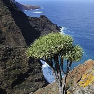 Canary Islands Dragon Tree -Dracaena draco-, coast near El Tablado, La Palma, Canary Islands, Spain, Europe, PublicGround