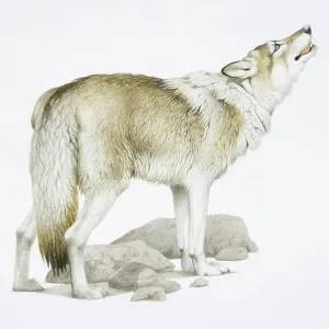 Canis Lupus, Grey Wolf raising its head while howling Canis Lupus, Grey Wolf raising its head while howling