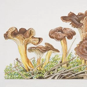 Cantharellus tubaeformis, Trumpet Chanterelle mushrooms fruiting amongst moss