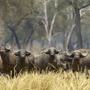 Cape Buffalo, South Luangwa NP, Zambia