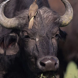 Cape buffalo (Syncerus caffer) with bird on head, Kenya