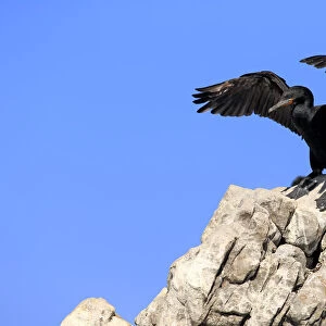 Cape Cormorant or Cape Shag -Phalacrocorax capensis-, adult on rock, stretching its wings, Bettys Bay, Western Cape, South Africa