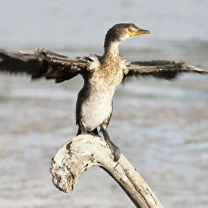 Cape cormorant or Cape shag -Phalacrocorax capensis- at Wilderness National Park, South Africa