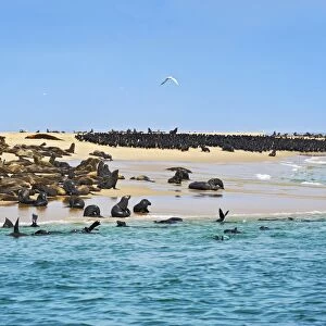 Cape Fur Seals or Brown Fur Seals -Arctocephalus pusillus- and Common Cormorants -Phalacrocorax carbo- on a sand bank near Walvis Bay, Erongo Region, Namibia