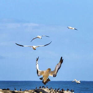 The Cape gannet, murus capensis, colony. Western Cape Province, South Africa