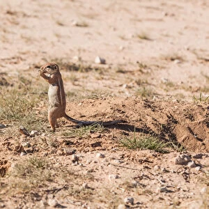 The Cape ground squirrel has black skin with a coat is made of short stiff hairs without underfur. The fur is cinnamon on the back while the face, underbelly, sides of neck and ventral sides of limbs