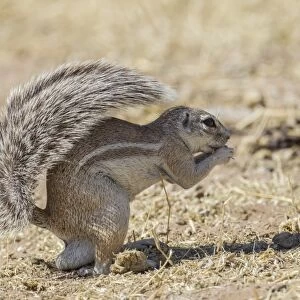 Cape ground squirrel -Xerus inauris-, Etosha National Park, Namibia, Africa