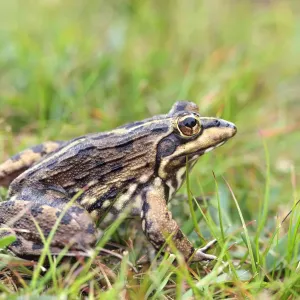 Cape river frog Cape river frog