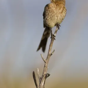 Cape sugarbird -Promerops cafer-, Table Mountain National Park, South Africa Cape sugarbird -Promerops cafer-, Table Mountain National Park, South Africa