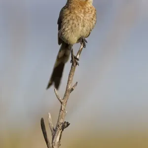 Cape sugarbird -Promerops cafer-, Table Mountain National Park, South Africa Cape sugarbird -Promerops cafer-, Table Mountain National Park, South Africa