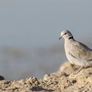 Cape turtle dove -Streptopelia capicola-, Etosha National Park, Namibia, Africa