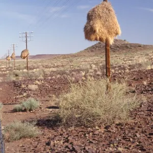 Cape Weavers Nest Site in a Telephone Pole