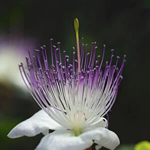 Caper bush -Capparis spinosa-, flower, Europe