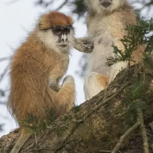 captivity, cropped, exterior views, natural environment, reserve, two, wildlife captivity, cropped, exterior views, natural environment, reserve, two, wildlife