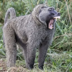 captivity, exterior views, natural environment, reserve, scream, wildlife captivity, exterior views, natural environment, reserve, scream, wildlife