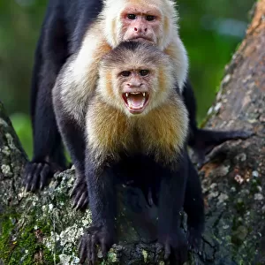 Capuchin monkey photobomb