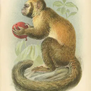 Prints of The Magical World Of Illustration Prints: Primates By Henry O. Forbes - London 1894