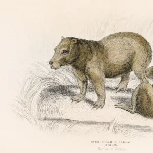 The Capybara engraving 1855