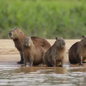 Capybara (Hydrochoerus hydrochaeris) Capybara (Hydrochoerus hydrochaeris)
