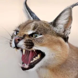 Caracal Portrait Desert Print Caracal Portrait Desert Print