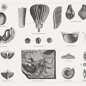Carboniferous fossils, wood engravings, published in 1878