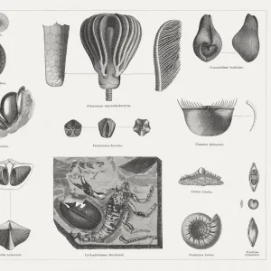 Carboniferous fossils, wood engravings, published in 1878