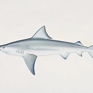 Carcharhinus leucas, Bull Shark, side view