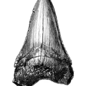 Carcharodon megalodon tooth Carcharodon megalodon tooth