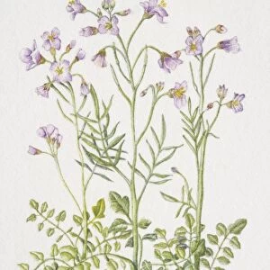 Cardamine pratensis, Cuckoo Flower or Ladys Smock, flowering plants in soil