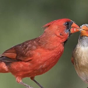 Cardinal Feeding Cardinal